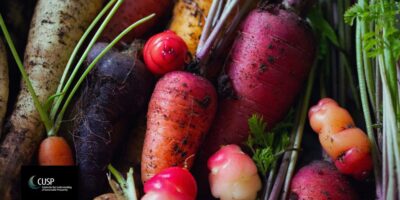 Action to Transform the UK Food Systems: innovations for an alternative | Blog by Fergus Lyon