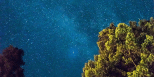 Night sky with trees