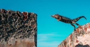 CUSP Newsletter May 2018